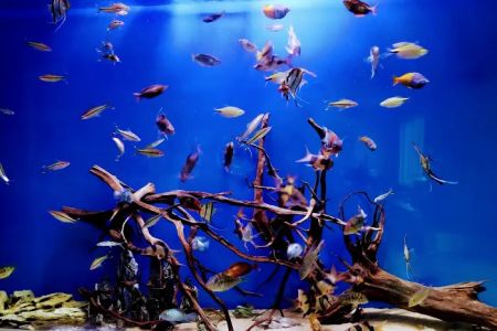 The Aquarium Connection