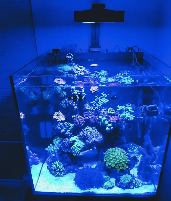 The Aquarium Connection 12