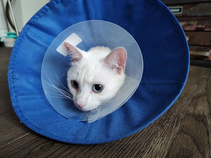 Shore Pet Surgery 5