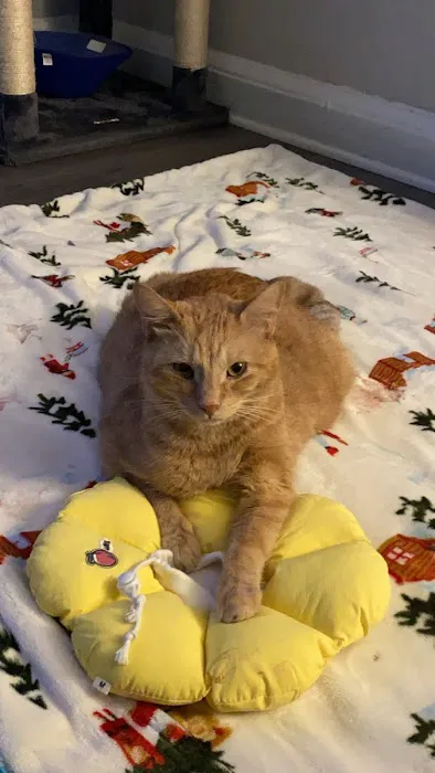 Shore Pet Surgery 8