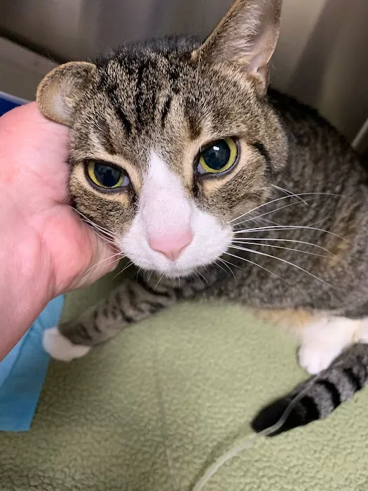 Shore Pet Surgery 4
