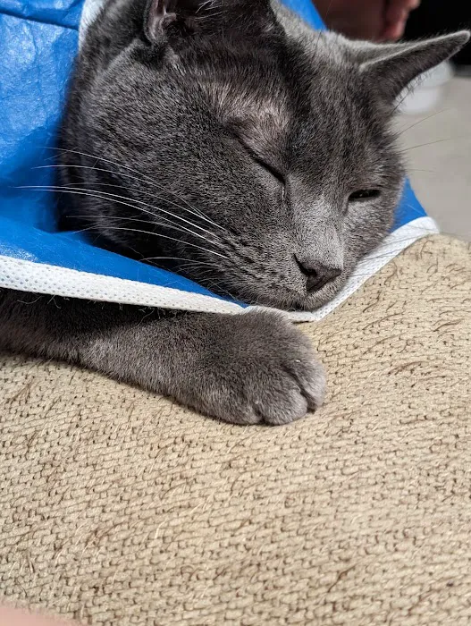 Shore Pet Surgery 9