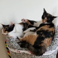 Shore Pet Surgery ico