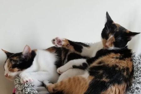 Shore Pet Surgery