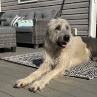 The Anywhere Vet ico