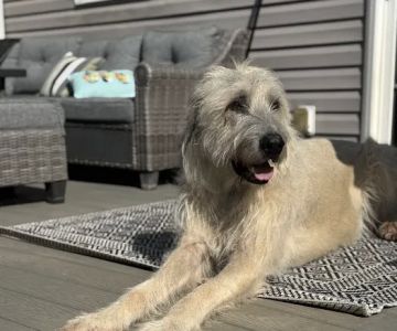 The Anywhere Vet