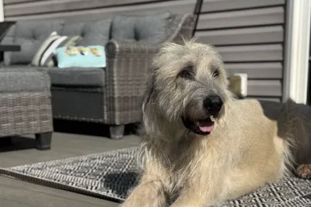 The Anywhere Vet