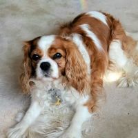 Breton Veterinary Hospital ico