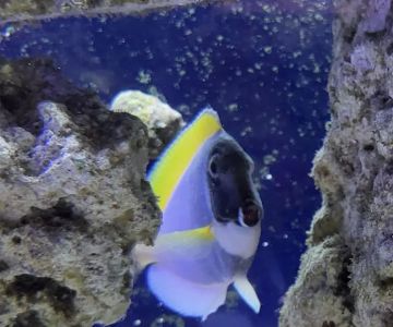 LightHouse Aquatics