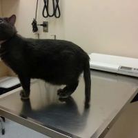 VCA Three Notch Animal Hospital ico