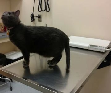 VCA Three Notch Animal Hospital