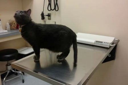 VCA Three Notch Animal Hospital