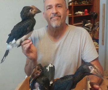 Toucan Jungle