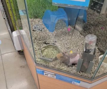 Petco