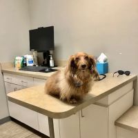 Foothills Veterinary Hospital - South ico
