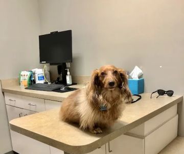 Foothills Veterinary Hospital - South
