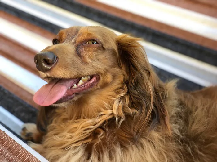 Foothills Veterinary Hospital - South 3