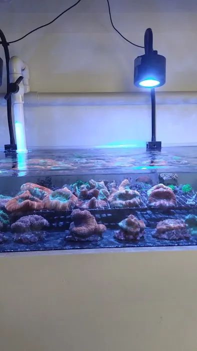Nocturnal Reef - Tropical Fish and Coral 6