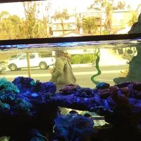 Nocturnal Reef - Tropical Fish and Coral ico