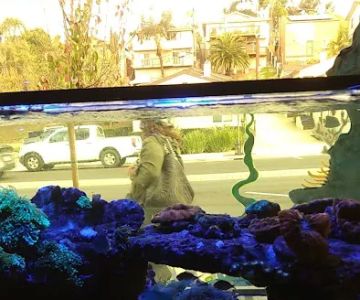 Nocturnal Reef - Tropical Fish and Coral