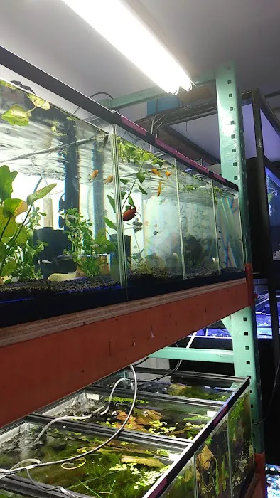 Nocturnal Reef - Tropical Fish and Coral 2