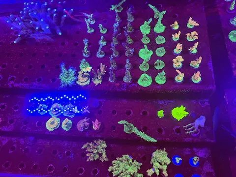 Nocturnal Reef - Tropical Fish and Coral 8