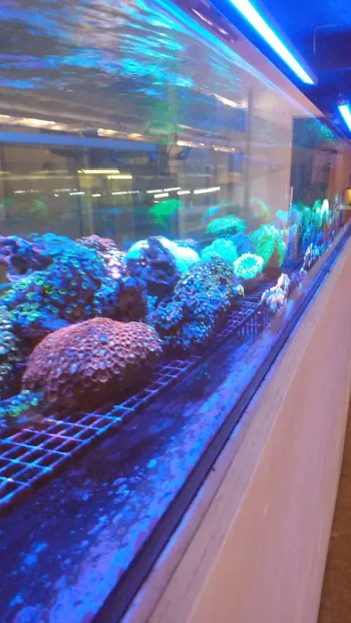 Nocturnal Reef - Tropical Fish and Coral 3