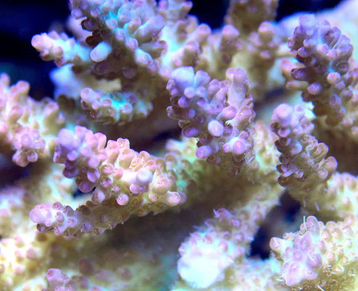 Nocturnal Reef - Tropical Fish and Coral 9