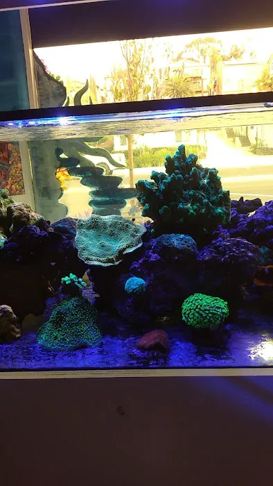 Nocturnal Reef - Tropical Fish and Coral 5