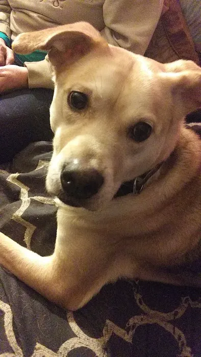 Madison Animal Hospital 12