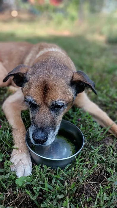 Madison Animal Hospital 12