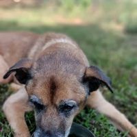 Madison Animal Hospital ico