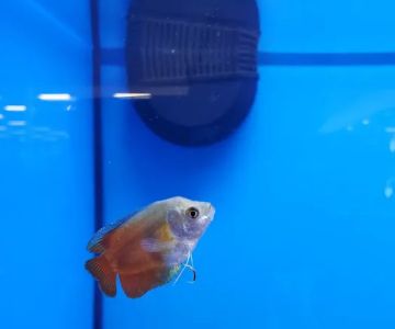 Petco