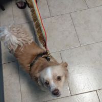 Comer Veterinary Hospital ico
