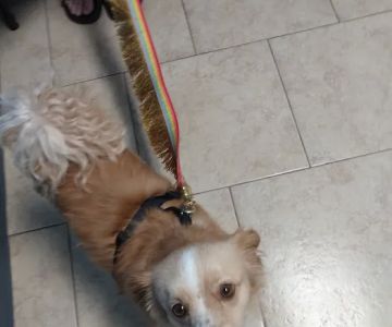 Comer Veterinary Hospital
