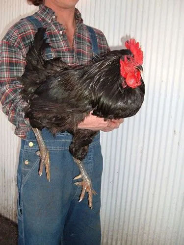 Yousef Karzoki Ranch 4