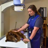 Ila Veterinary Clinic ico