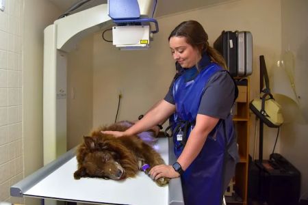 Ila Veterinary Clinic