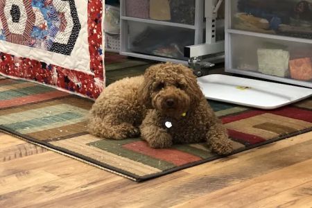 Blairsville Animal Hospital