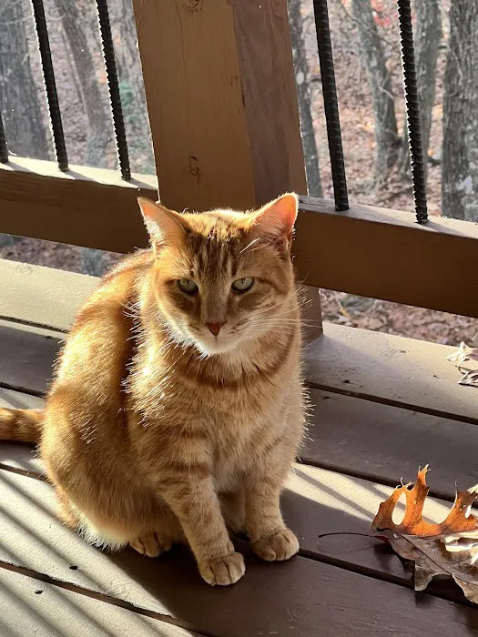 Blairsville Animal Hospital 12