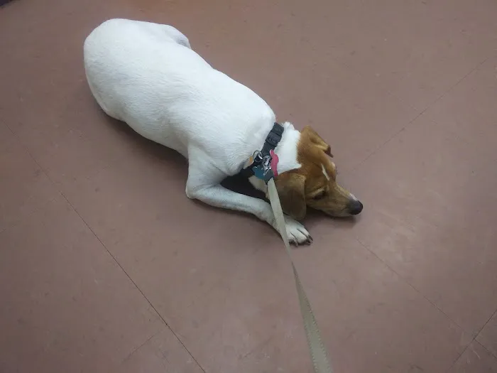 Alpine Animal Hospital & Veterinary Services 2