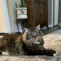Murphy Animal Clinic ico