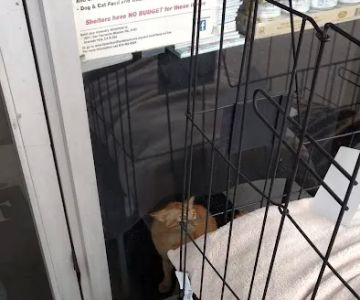Healthy Pet