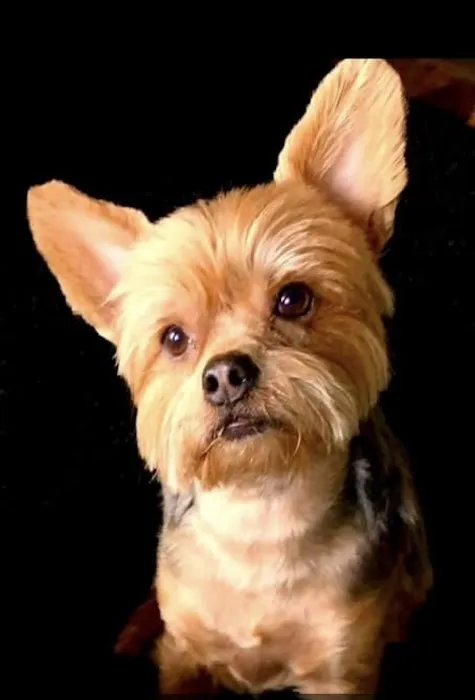 Peachtree Veterinary Hospital 3