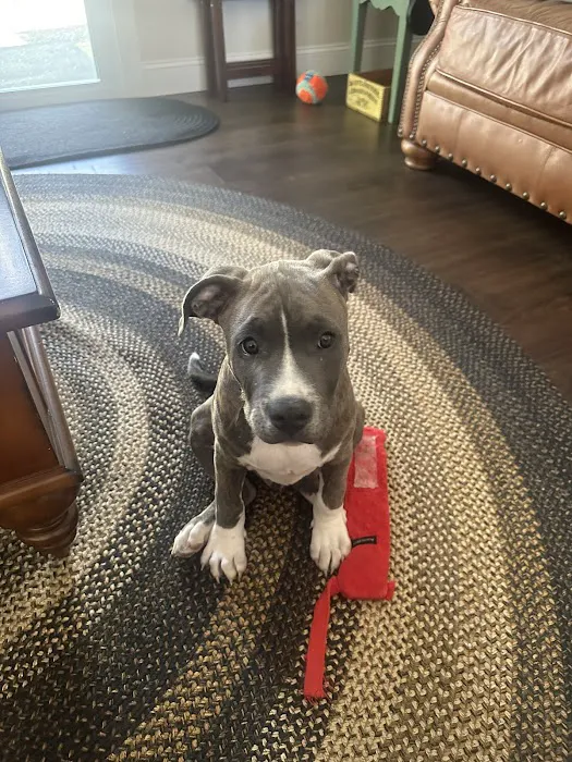 Peachtree Veterinary Hospital 1