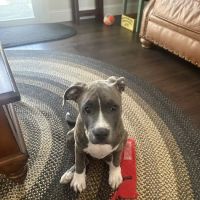 Peachtree Veterinary Hospital ico