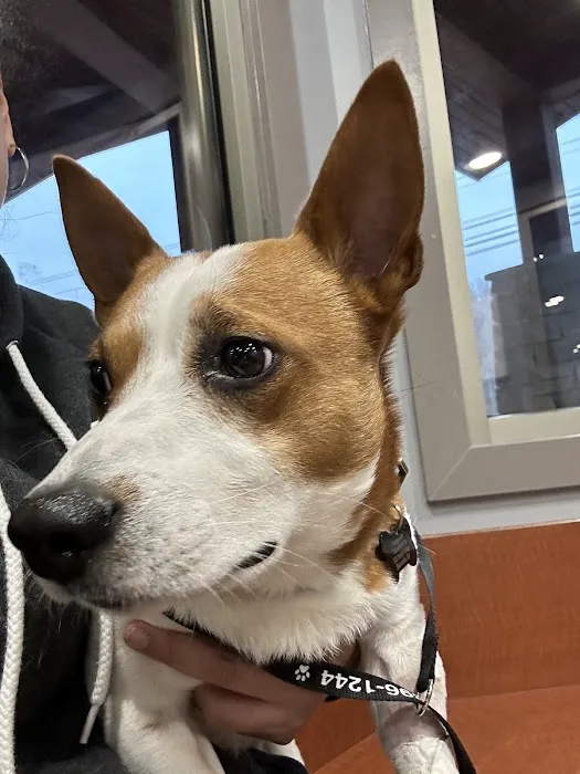 Lake Chatuge Animal Hospital 12