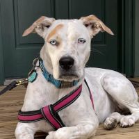 Lake Chatuge Animal Hospital ico