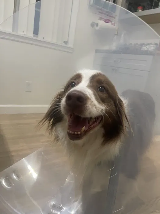 Big Bear Veterinary Clinic 5