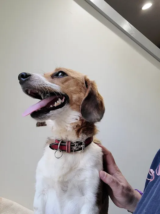 Big Bear Veterinary Clinic 7